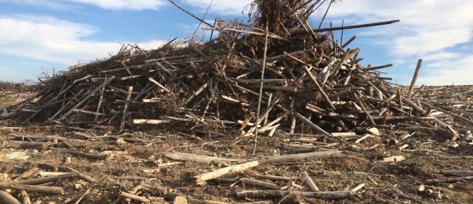 Piled waste wood at road side.